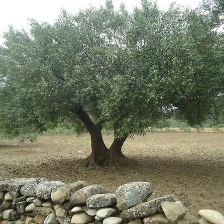 Casa Felisa Pirineo Aragones 圣欧拉利娅-德加尔